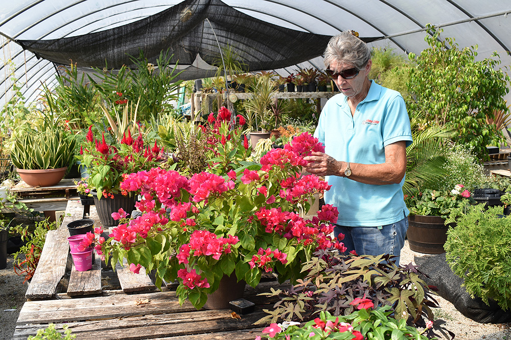 Nancy Humphreys is pictured inside the Roane State Community College greenhouse, admiring one of the many flowering plants inside.