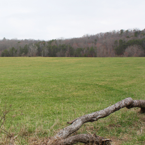 A view of the land available for development.